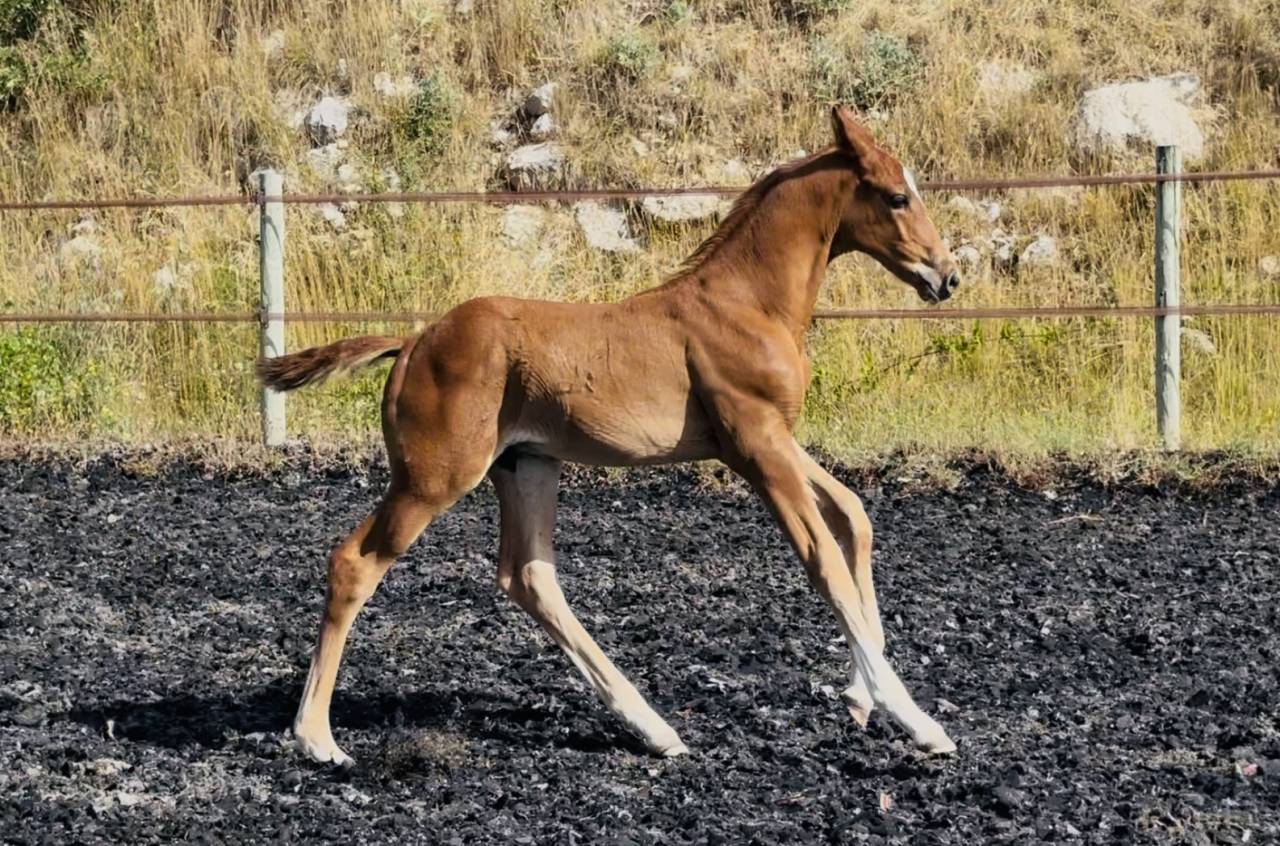 Veulen (ml) AES Anglo European Studbook Te koop 2025 Vos ,  idem du peyron