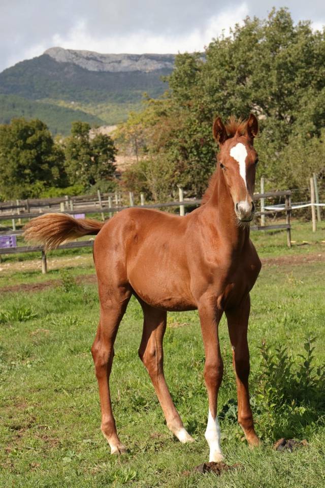 Veulen (ml) AES Anglo European Studbook Te koop 2025 Vos ,  idem du peyron