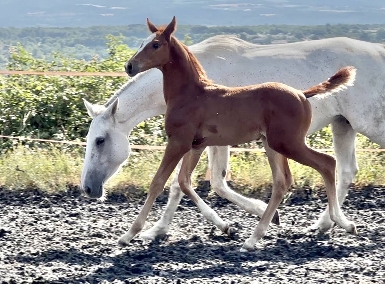 Veulen (ml) AES Anglo European Studbook Te koop 2025 Vos ,  idem du peyron
