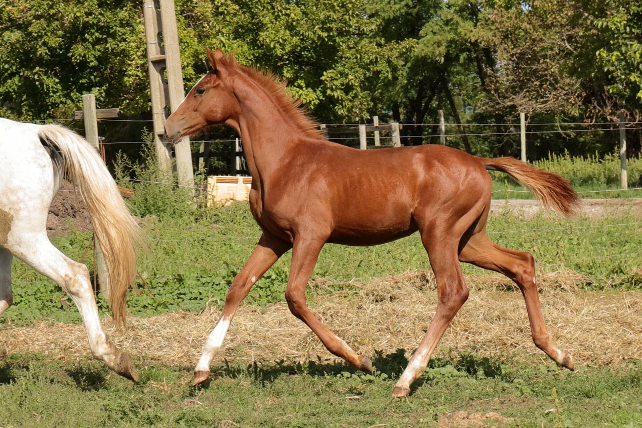 Veulen (ml) AES Anglo European Studbook Te koop 2025 Vos ,  idem du peyron