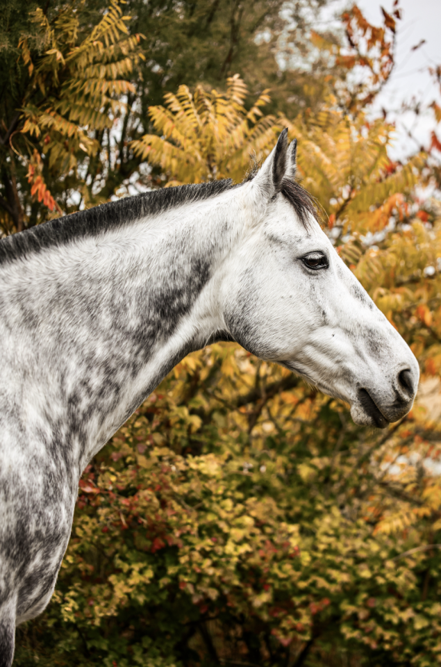Ruin Anglo-Arabier Te koop 2017 Schimmel