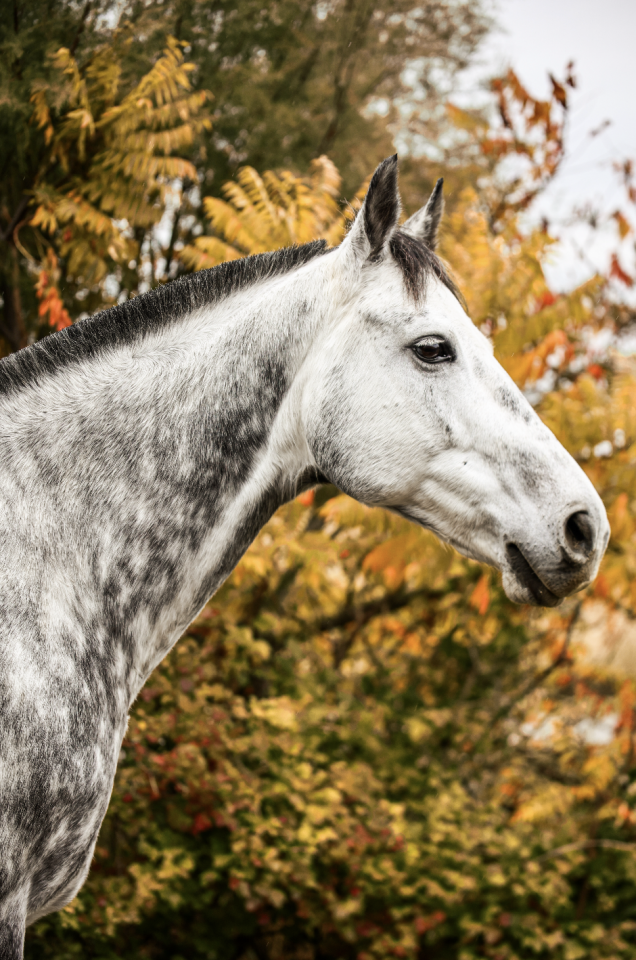 Ruin Anglo-Arabier Te koop 2017 Schimmel