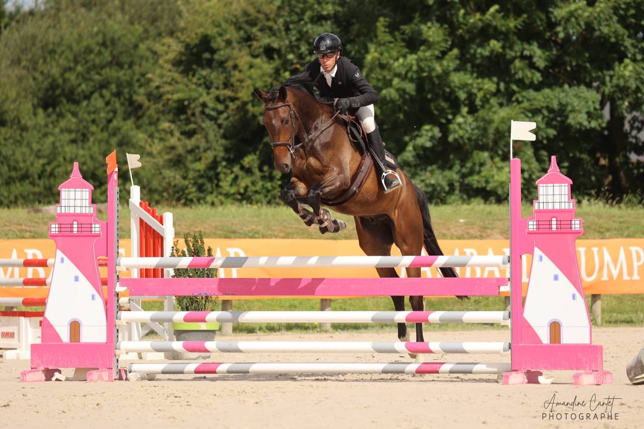 Ruin Selle Français Te koop 2021 Bruin / Bai ,  Conthargos