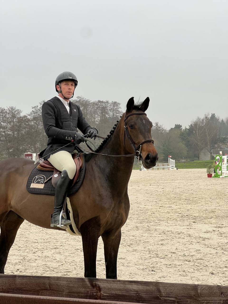 Ruin Selle Français Te koop 2021 Bruin / Bai ,  Conthargos