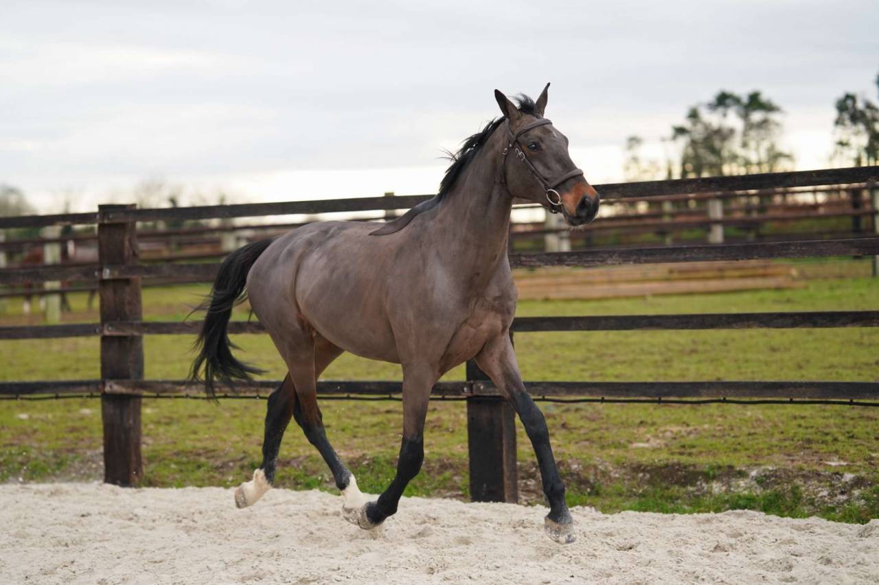 Ruin Selle Fran&ccedil;ais Te koop 2021 Bruin / Bai ,  Conthargos