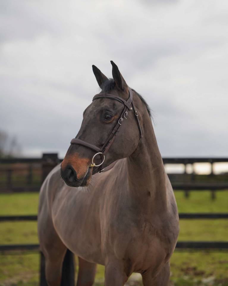 Ruin Selle Fran&ccedil;ais Te koop 2021 Bruin / Bai ,  Conthargos