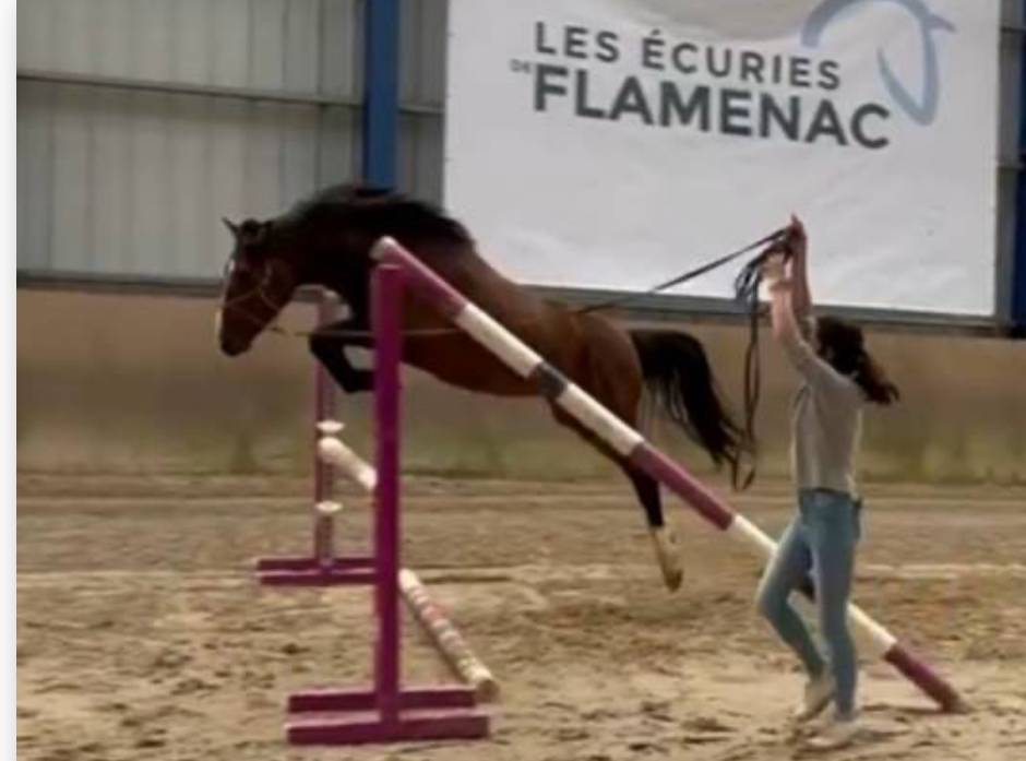 Hengst Franse rijpony PFS Te koop 2022 Donker bruin / bai ,  Usandro Tilia Derlenn