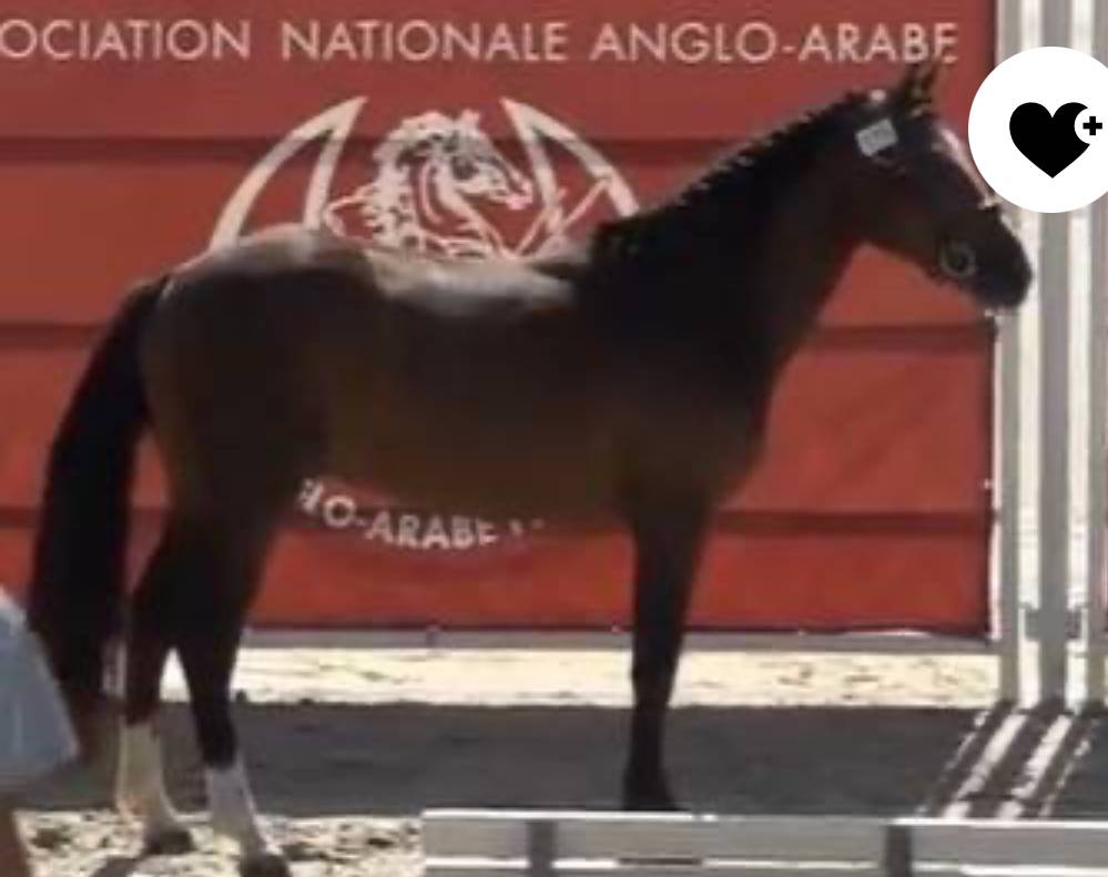 Hengst Franse rijpony PFS Te koop 2022 Donker bruin / bai ,  Usandro Tilia Derlenn