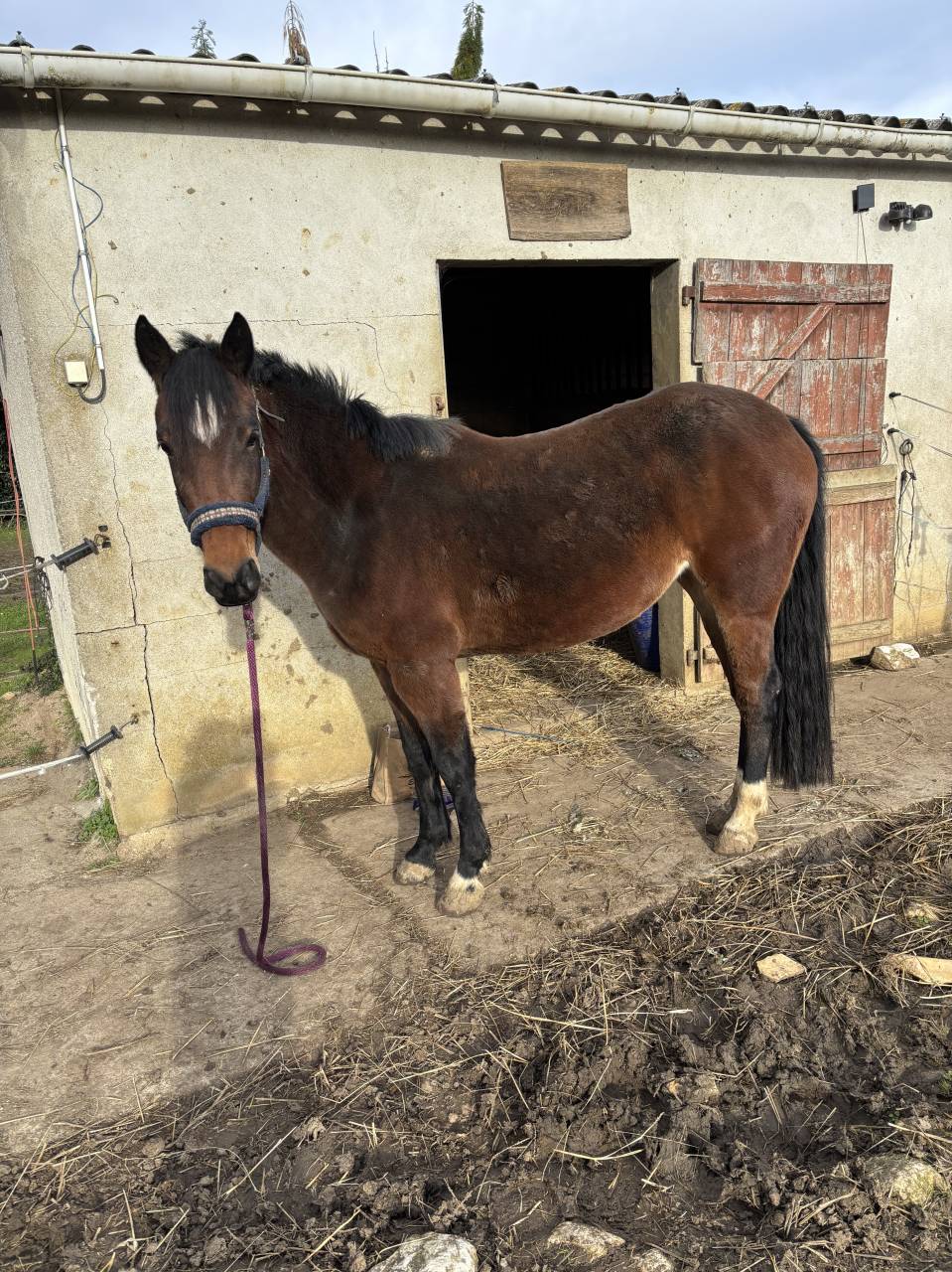 Merrie Bekend ras Te koop 2022 Donker bruin / bai ,  Monttbazillac du lin