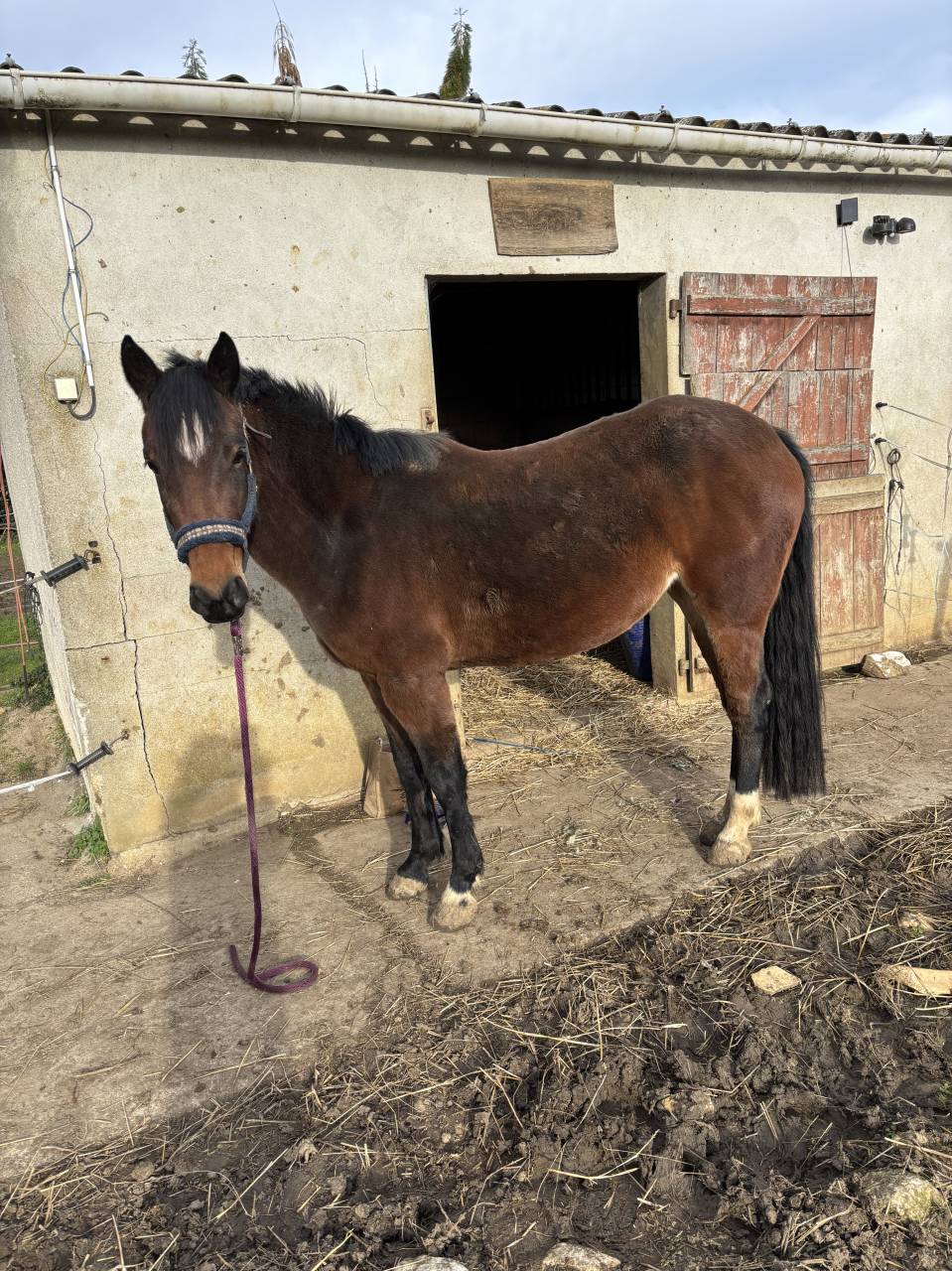 Merrie Bekend ras Te koop 2022 Donker bruin / bai ,  Monttbazillac du lin