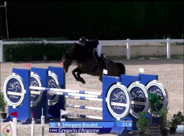 Ruin Selle Français Te koop 2016 Bruin / Bai ,  Eldorado de hus