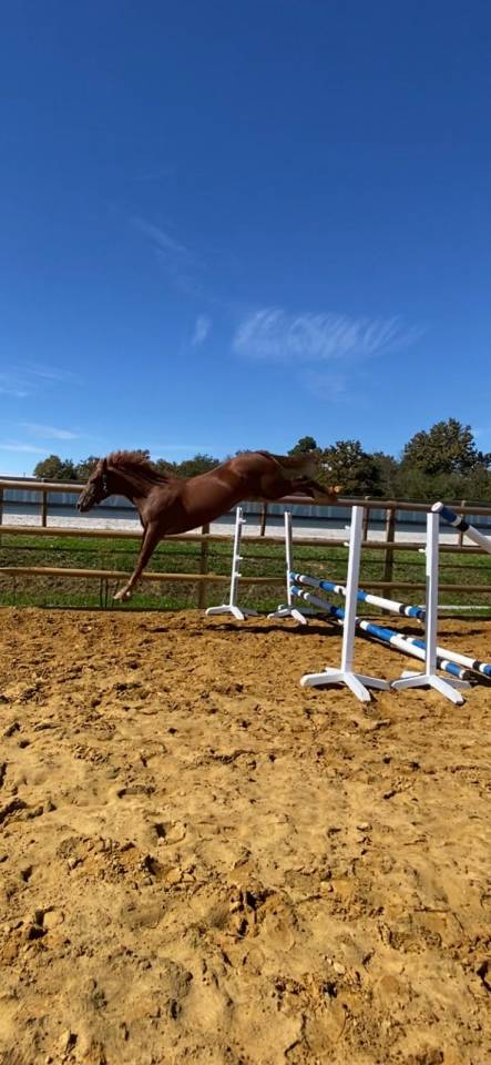 Ruin Selle Français Te koop 2022 Vos ,  Firth of Lorne