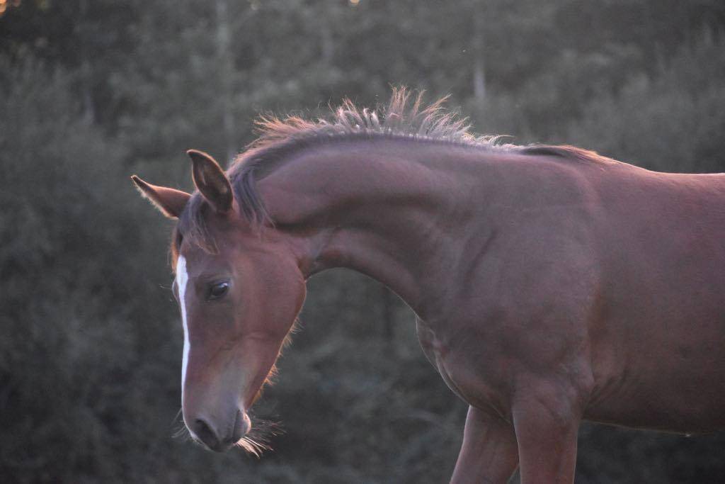 Veulen (vr) Selle Français Te koop 2024 Bruin / Bai ,  cristallo