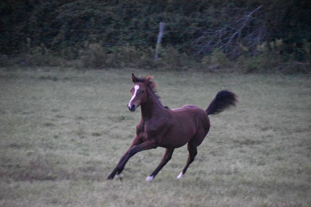 Veulen (vr) Selle Français Te koop 2024 Bruin / Bai ,  cristallo