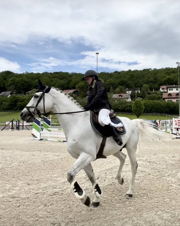 Ruin Oldenburger Te koop 2011 Schimmel ,  Casillas 2