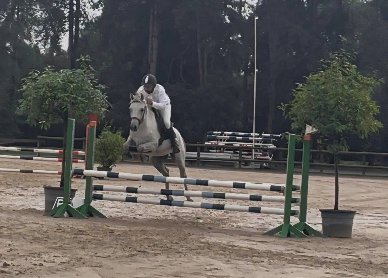 Ruin Franse rijpony PFS Te koop 2018 Schimmel ,  Happy des Charmes PFS