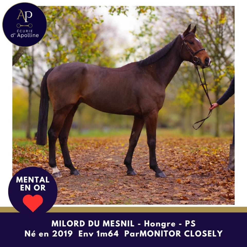 Ruin Volbloed Te koop 2019 Donker bruin / bai