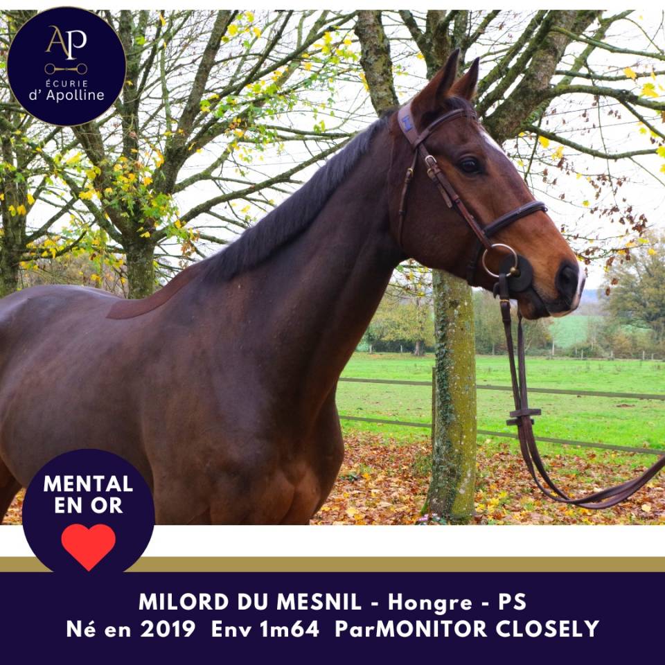 Ruin Volbloed Te koop 2019 Donker bruin / bai