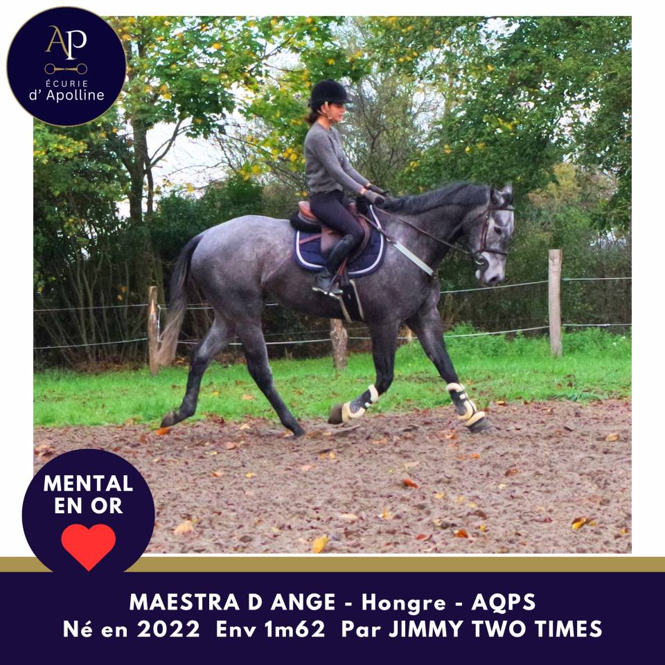 Ruin Autre Que Pur-Sang (Geen volbloed) Te koop 2022 Schimmel