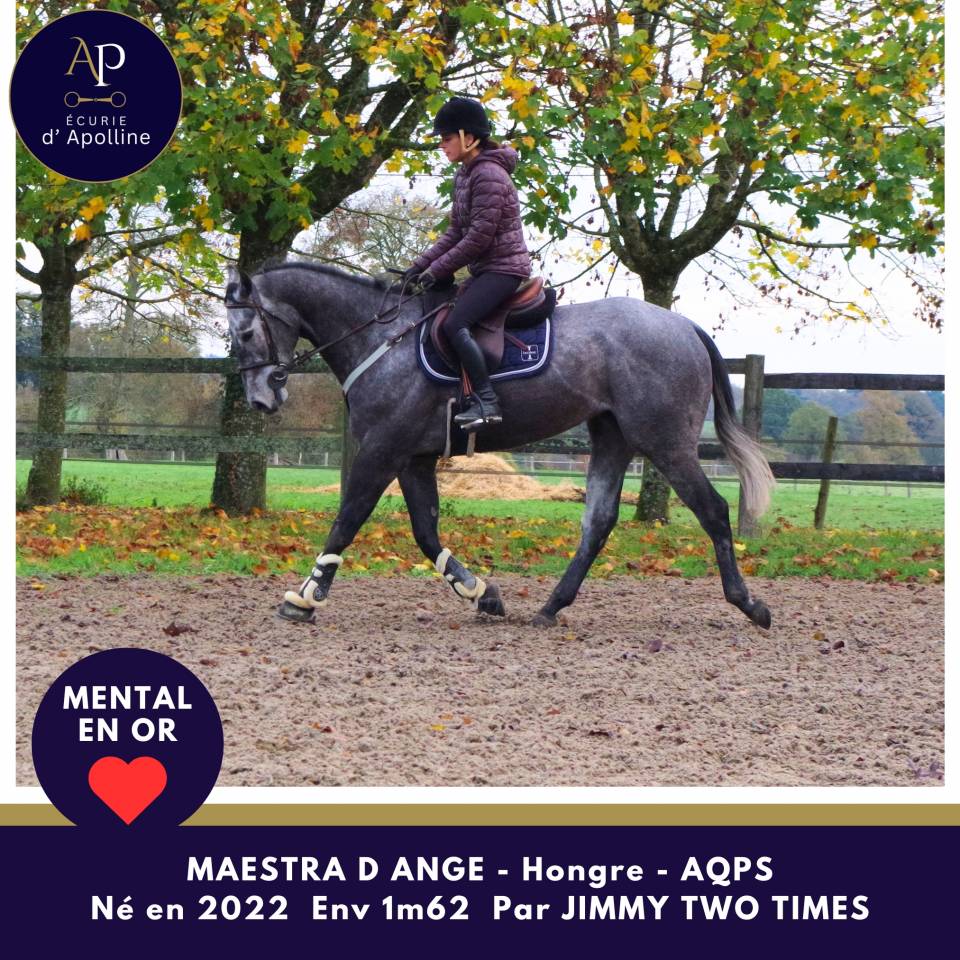 Ruin Autre Que Pur-Sang (Geen volbloed) Te koop 2022 Schimmel