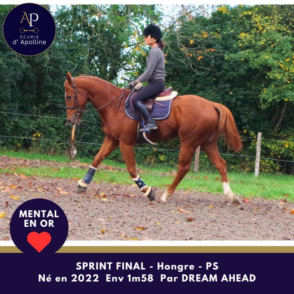 Ruin Volbloed Te koop 2022 Vos