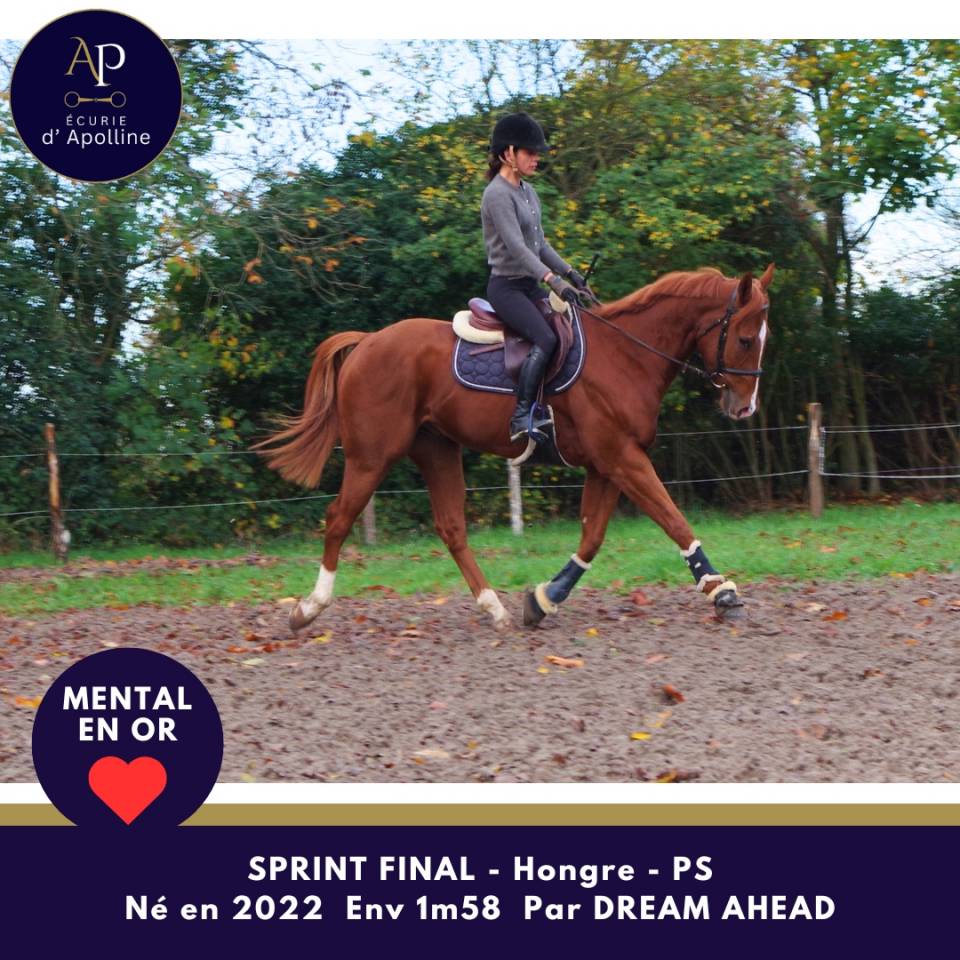 Ruin Volbloed Te koop 2022 Vos