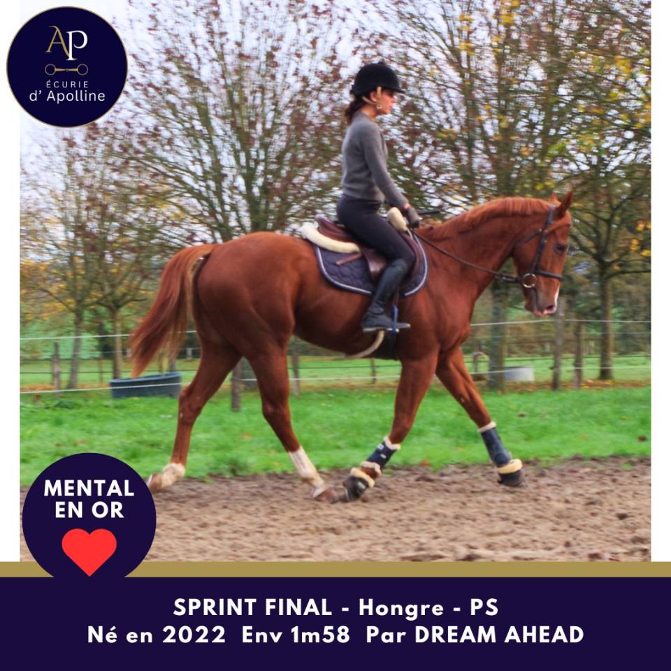 Ruin Volbloed Te koop 2022 Vos