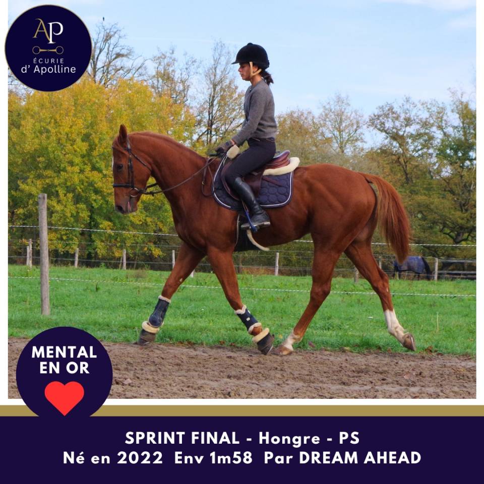 Ruin Volbloed Te koop 2022 Vos