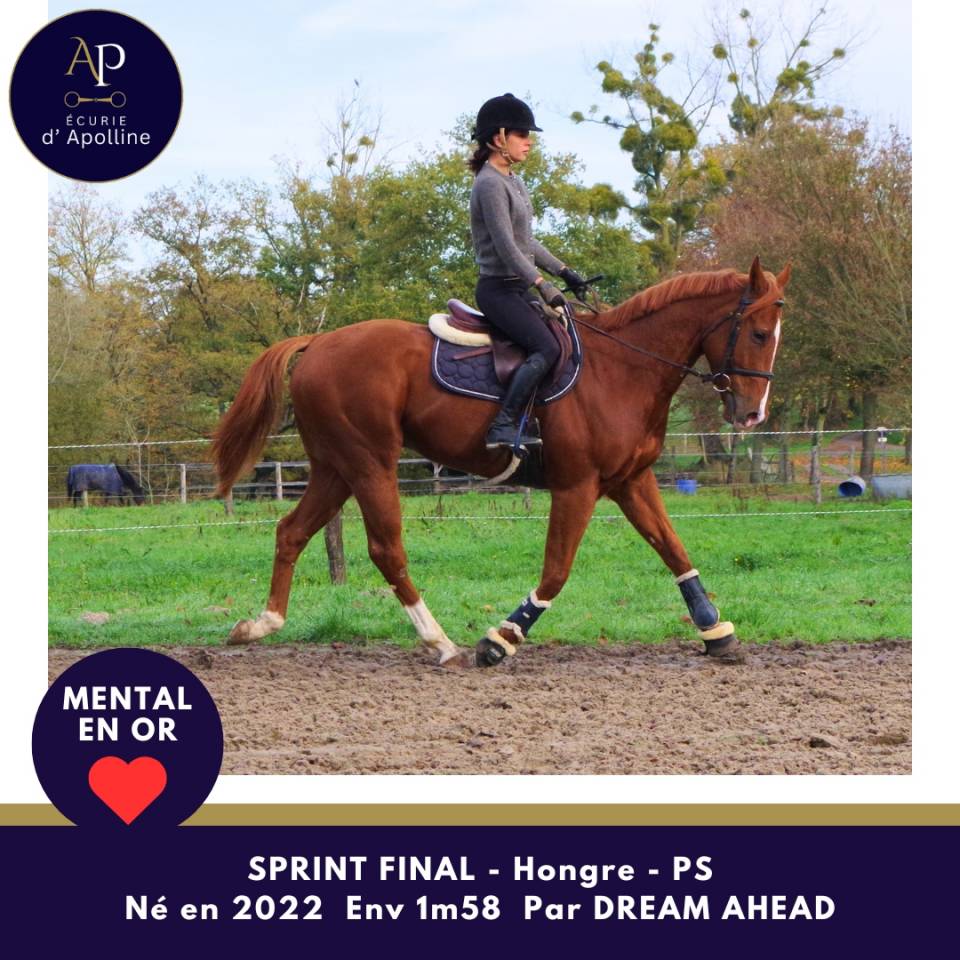 Ruin Volbloed Te koop 2022 Vos