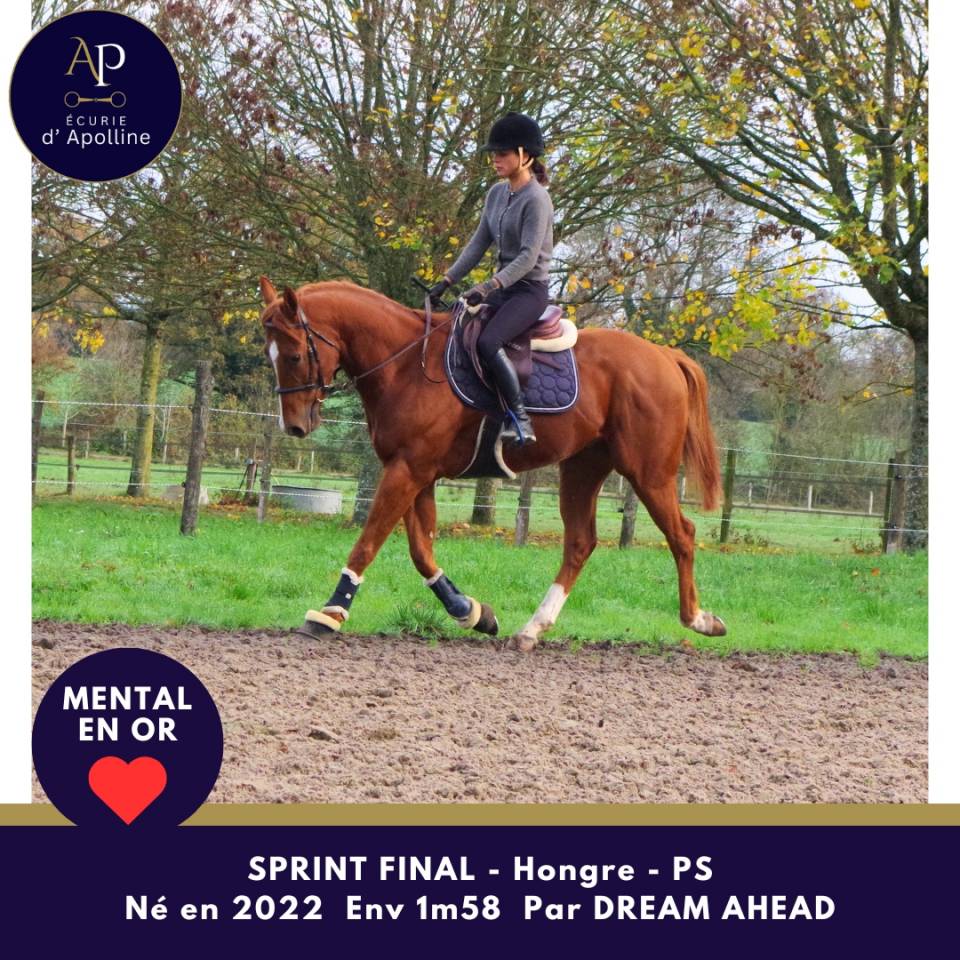 Ruin Volbloed Te koop 2022 Vos