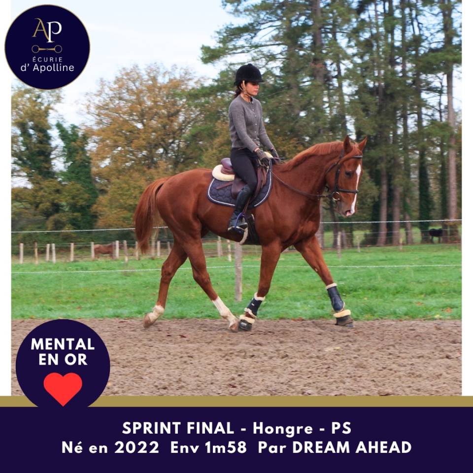 Ruin Volbloed Te koop 2022 Vos