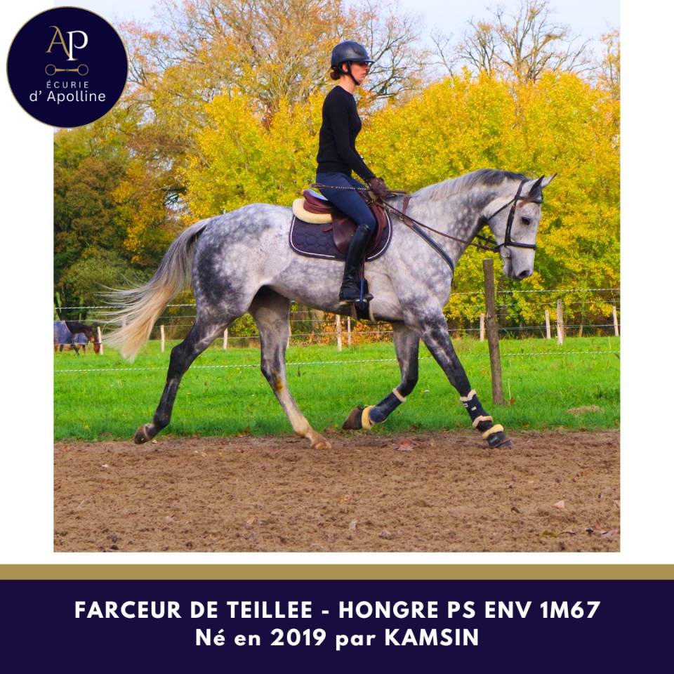 Ruin Volbloed Te koop 2019 Schimmel