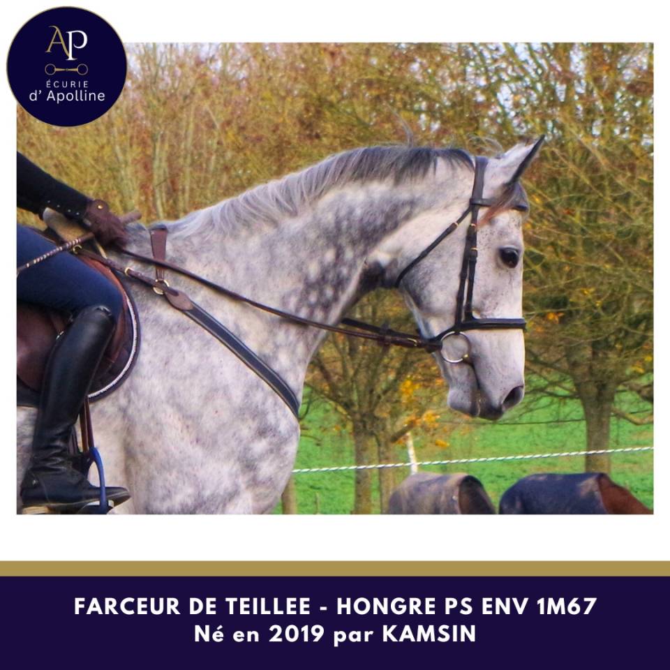 Ruin Volbloed Te koop 2019 Schimmel