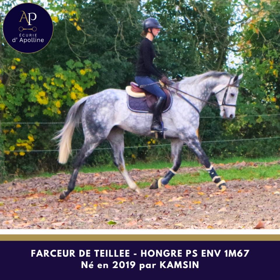 Ruin Volbloed Te koop 2019 Schimmel