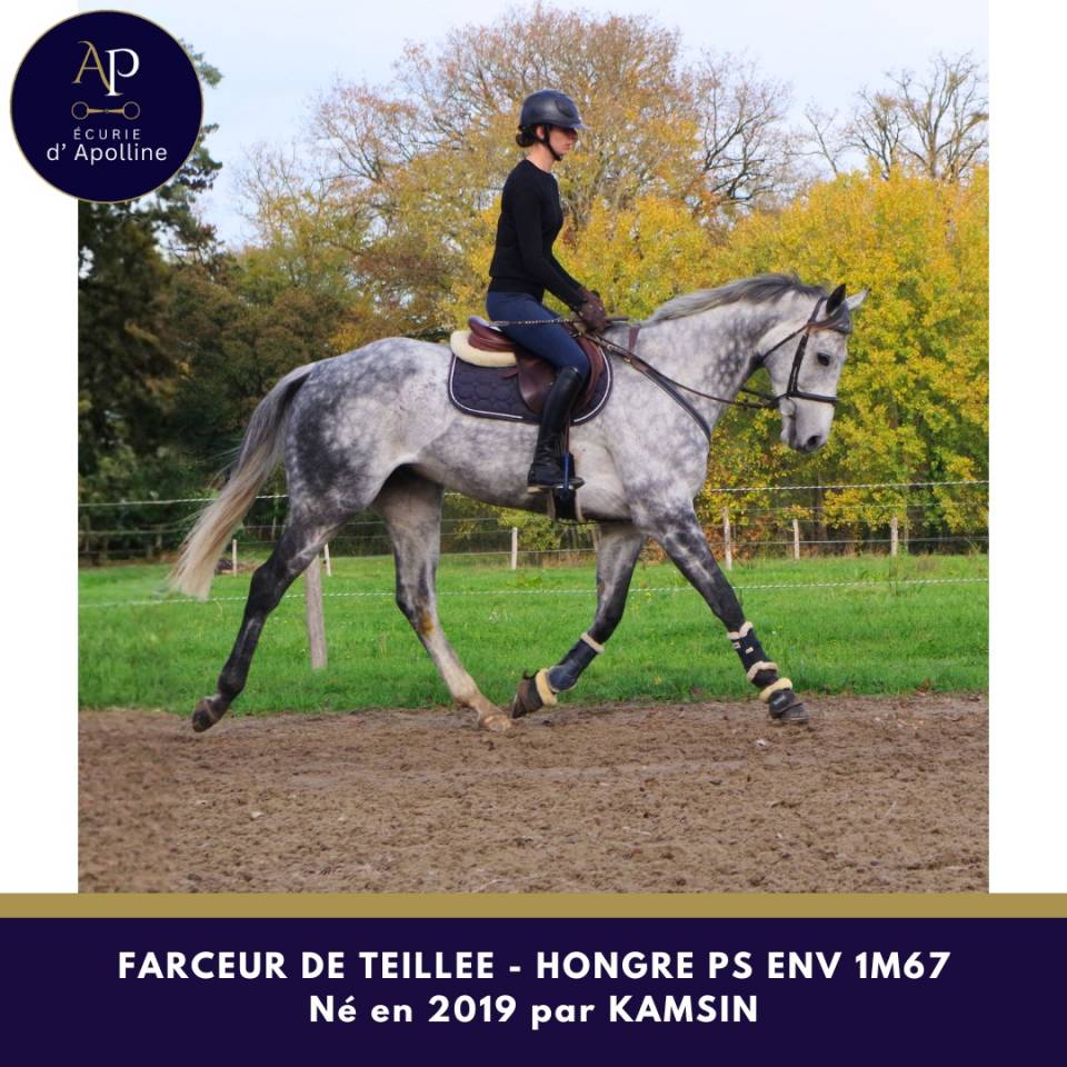 Ruin Volbloed Te koop 2019 Schimmel