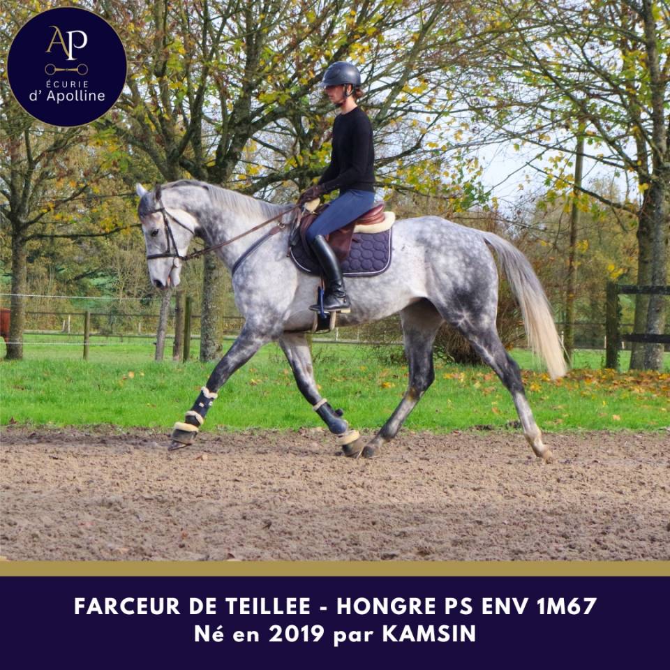 Ruin Volbloed Te koop 2019 Schimmel