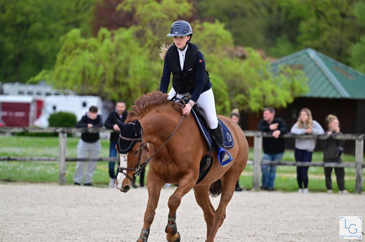 Merrie Selle Français Te koop 2011 Vos