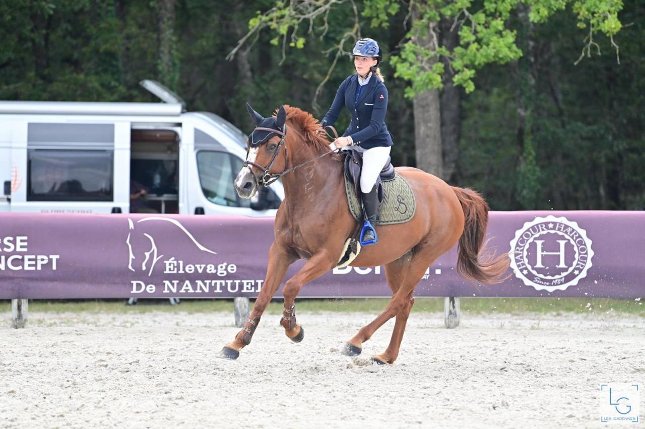 Merrie Selle Français Te koop 2011 Vos