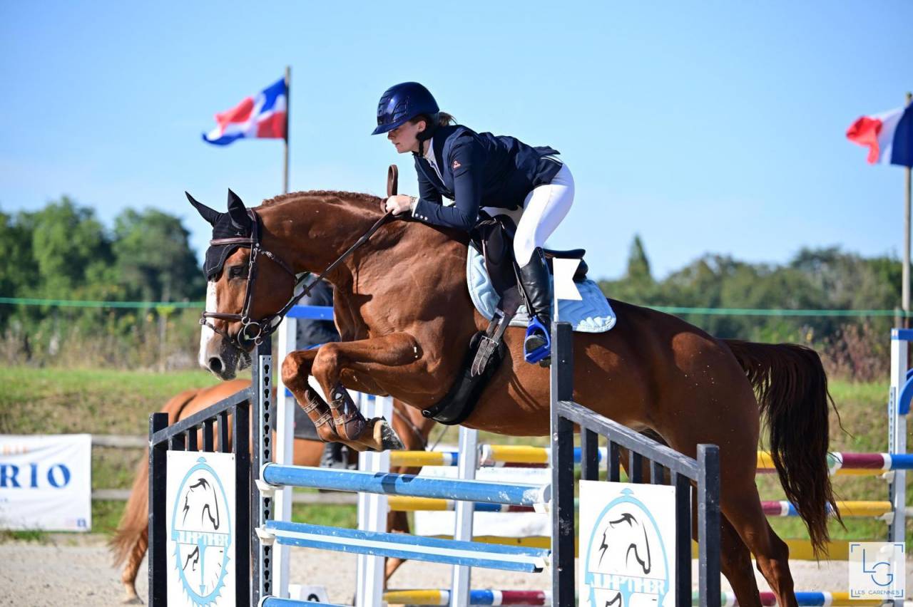 Merrie Selle Français Te koop 2011 Vos