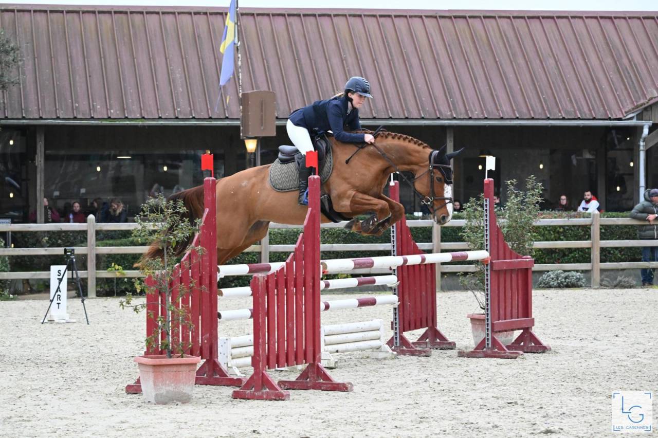 Merrie Selle Français Te koop 2011 Vos