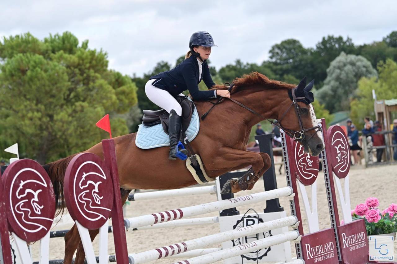 Merrie Selle Français Te koop 2011 Vos