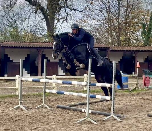 Merrie BWP Belgisch volbloed Te koop 2018 Zwart