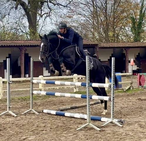Merrie BWP Belgisch volbloed Te koop 2018 Zwart