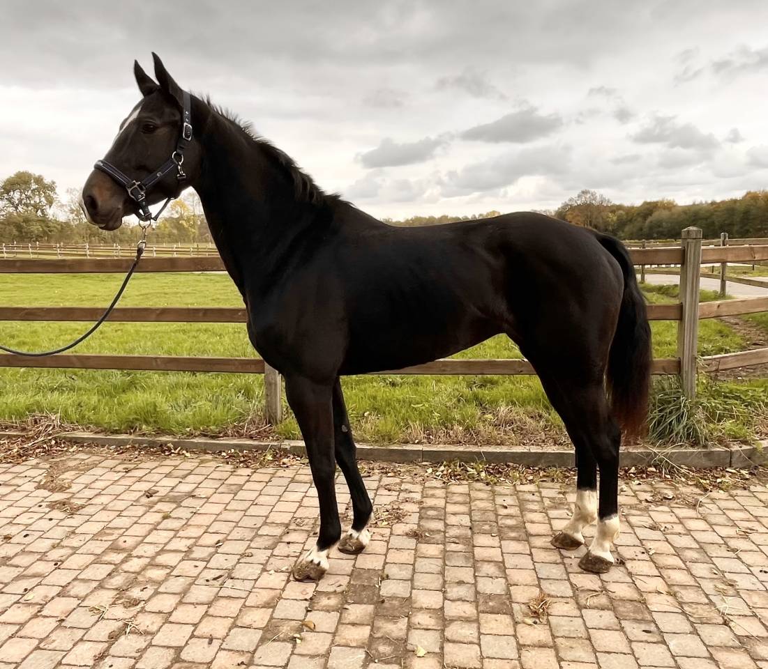 Merrie BWP Belgisch volbloed Te koop 2018 Zwart