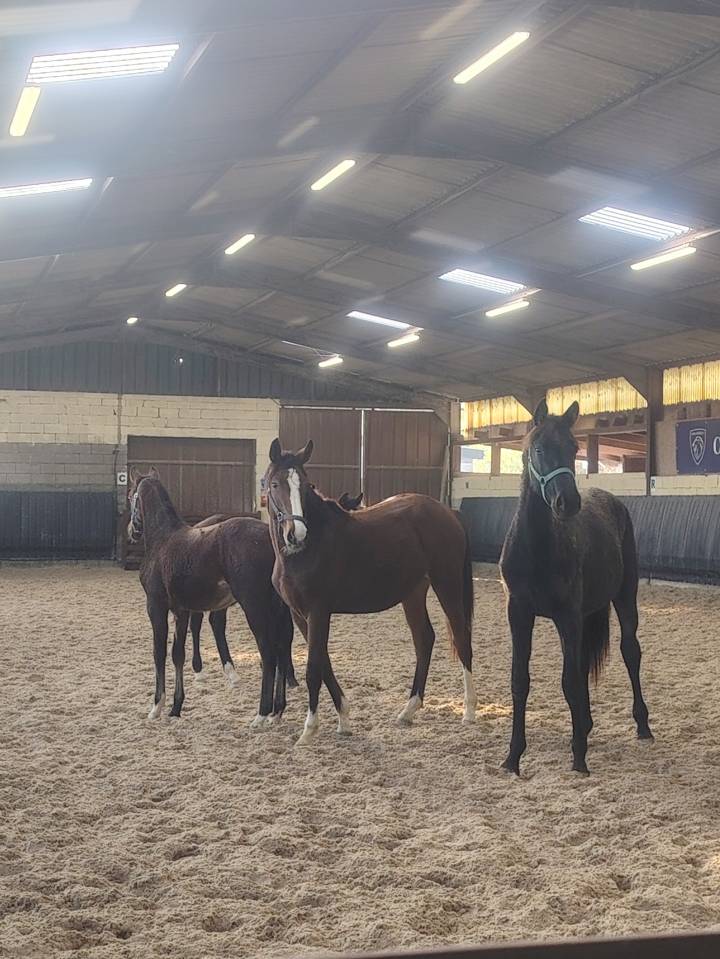 Veulen (vr) Selle Français Te koop 2024 Bruin / Bai ,  Uncognito bois margot