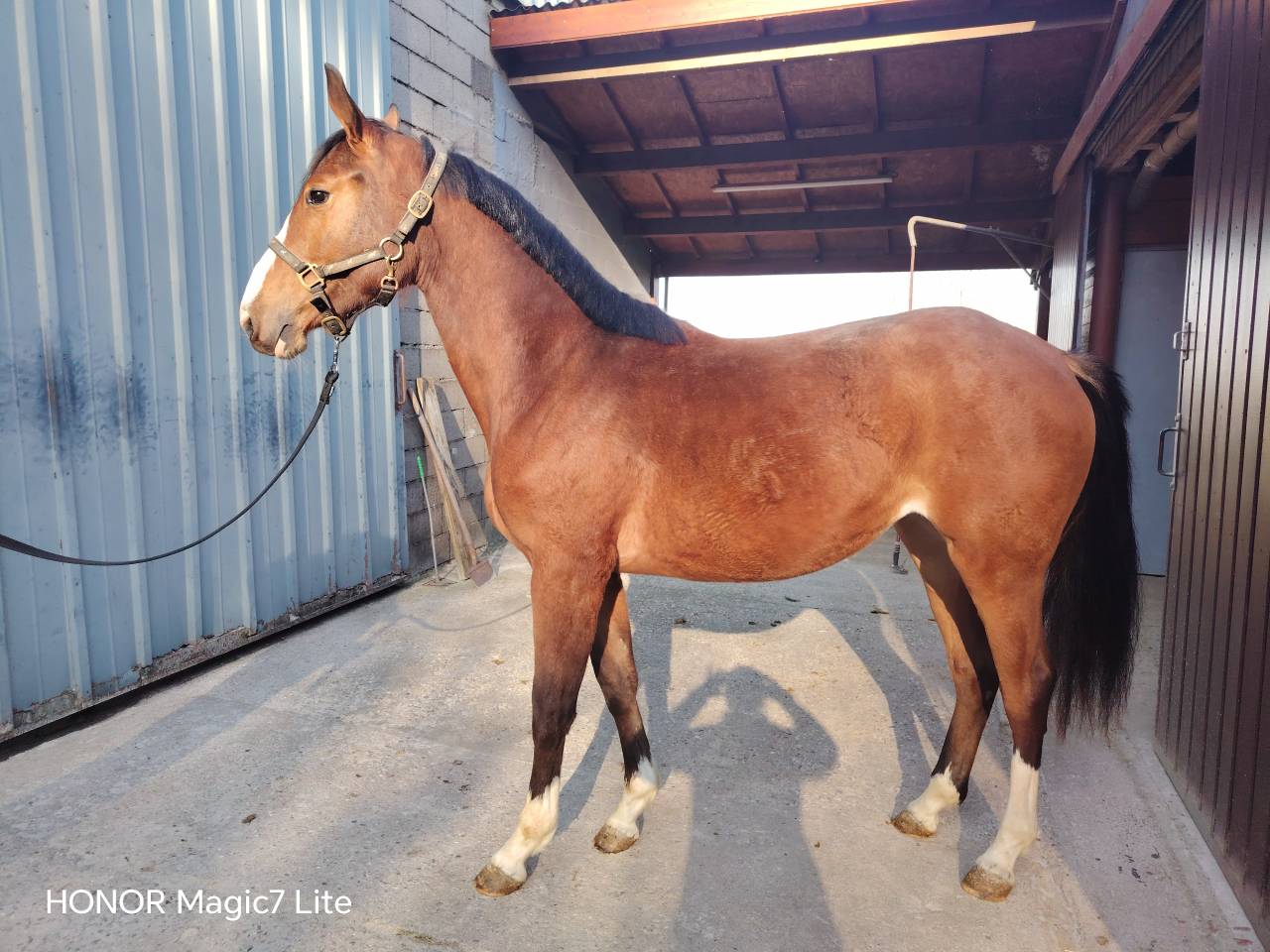 Veulen (vr) Selle Fran&ccedil;ais Te koop 2024 Bruin / Bai ,  Uncognito bois margot