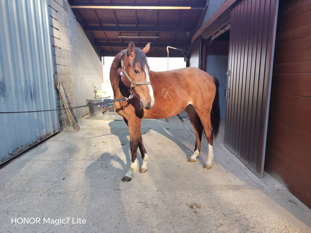 Veulen (vr) Selle Fran&ccedil;ais Te koop 2024 Bruin / Bai ,  Uncognito bois margot