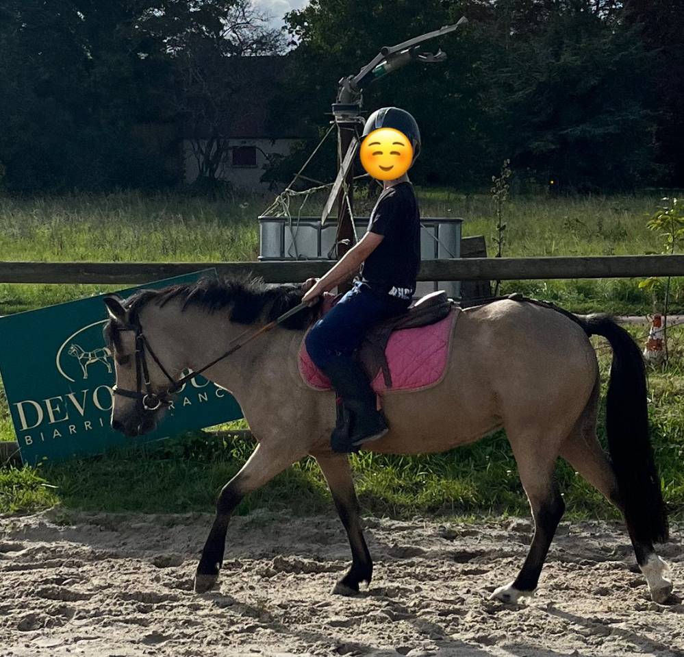 Merrie Welsh Pony (Section B) Half pension 2019 Isabel