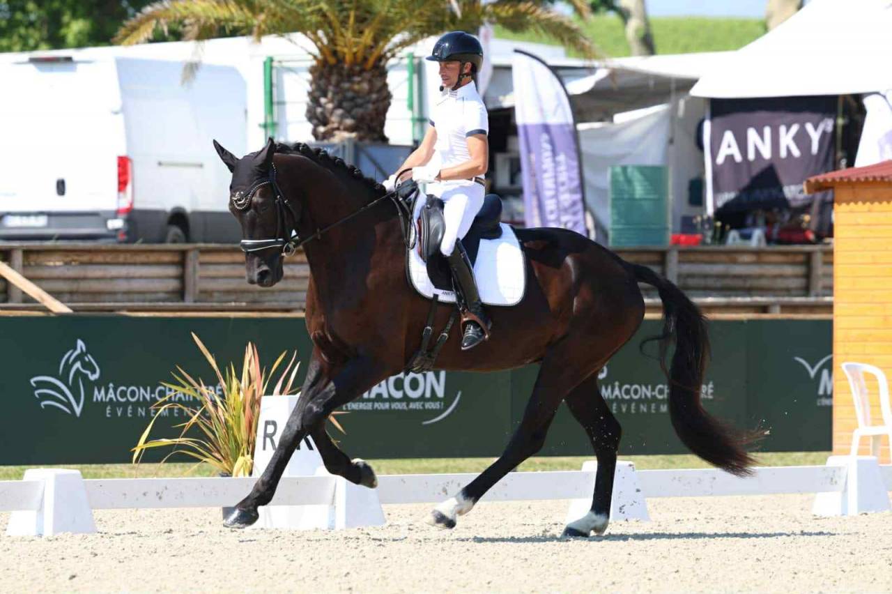 Ruin Hannoveraan  Te koop 2021 Zwart