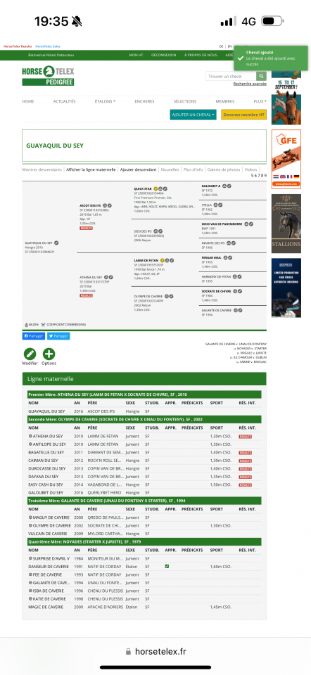 Ruin Selle Français Te koop 2017 Donker bruin / bai ,  AScot des ifs